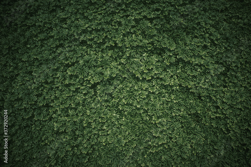Wallpaper Mural Small green plants on the ground background. Dark green tone. Torontodigital.ca