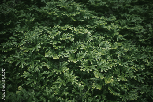 Wallpaper Mural Green small plants on the ground background. Selective focus with dark green tone. Torontodigital.ca