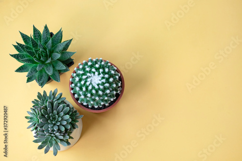 Top view of Mammillaria bucareliensis erusamu cactus pot, Green Aloe Haworthia pot and succulent plant pot on yellow background