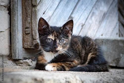Horizontal close up image of a cute Calico cat (Tortoiseshell cat, Tortie cat, brindle, tricolor cat, tobi mi-ke, patches cat) kitten resting with wooden rustic door in background. 