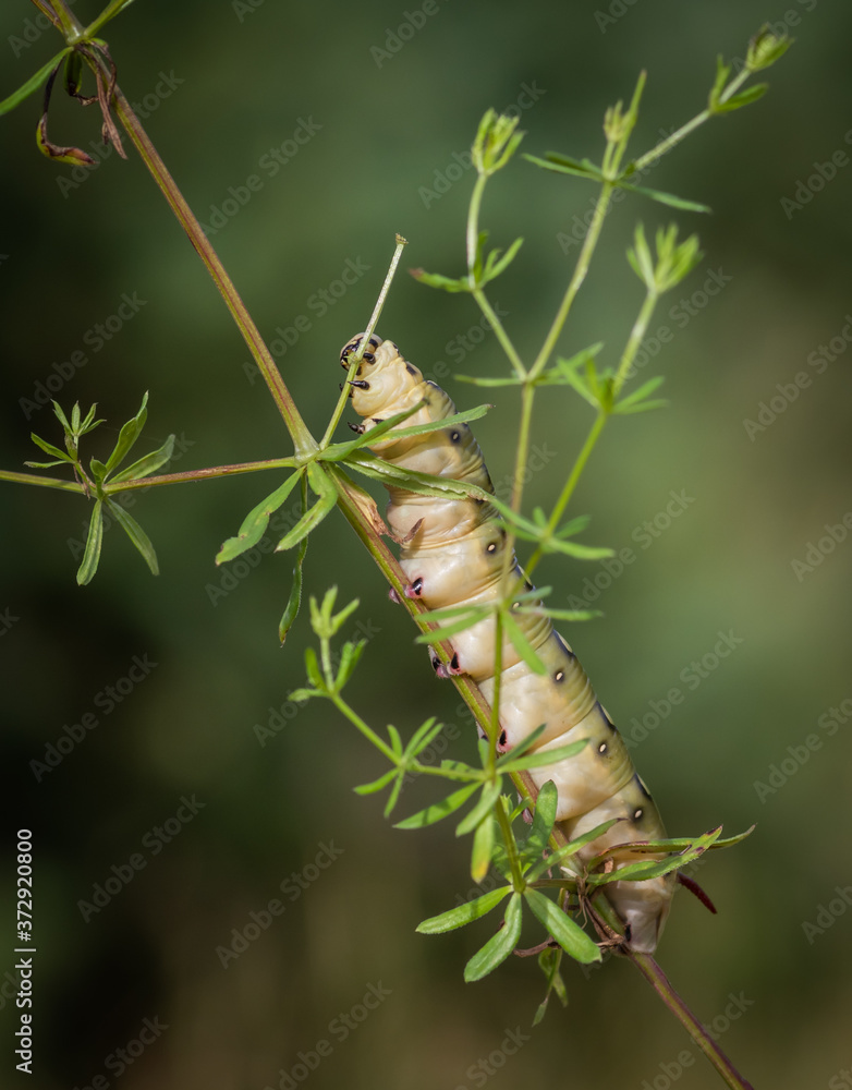 Closeup of caterpillar of the bedstraw hawk-moth on the white bedstraw branch Closeup of caterpillar of the bedstraw hawk-moth on the white bedstraw branch