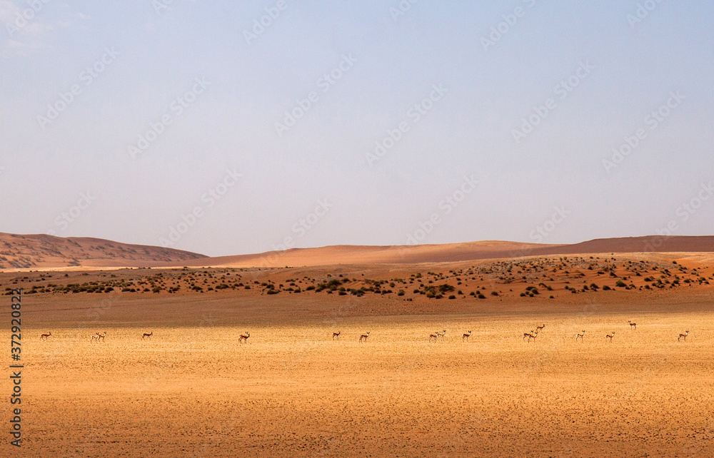 Springboks in the Namib desert