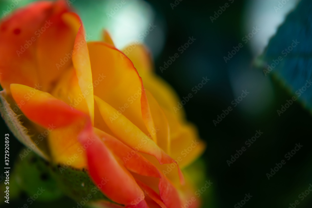 yellow rose close up yellow rose close up