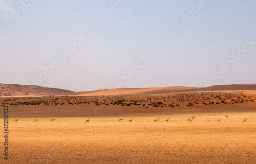 Springboks in the Namib desert