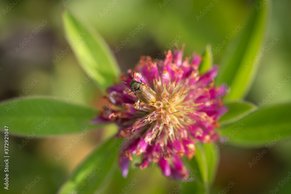 Closeup of small leaf beetle Labidostomis sp.on purple red clover blossom Closeup of small leaf beetle Labidostomis sp.on purple red clover blossom