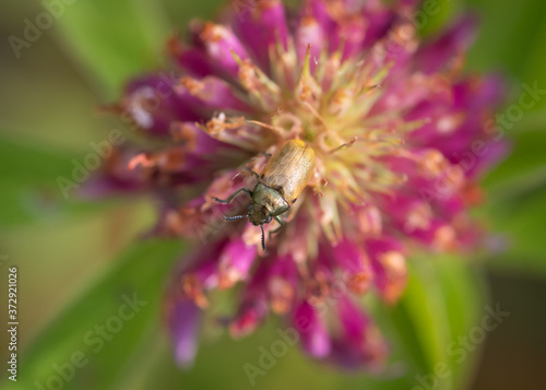 Closeup of small leaf beetle Labidostomis sp. on purple red clover blossom © Ilga
