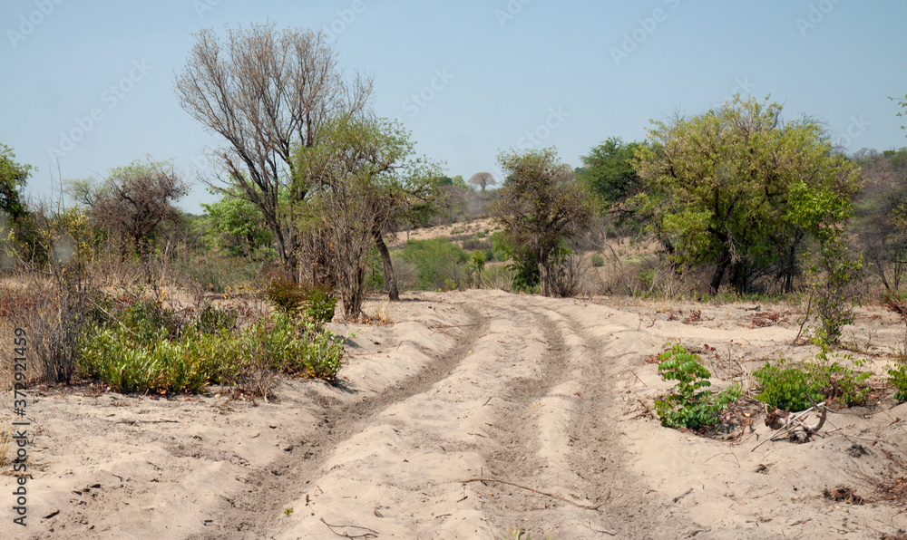 Unpaved road in the savannah of Northern Namibia
