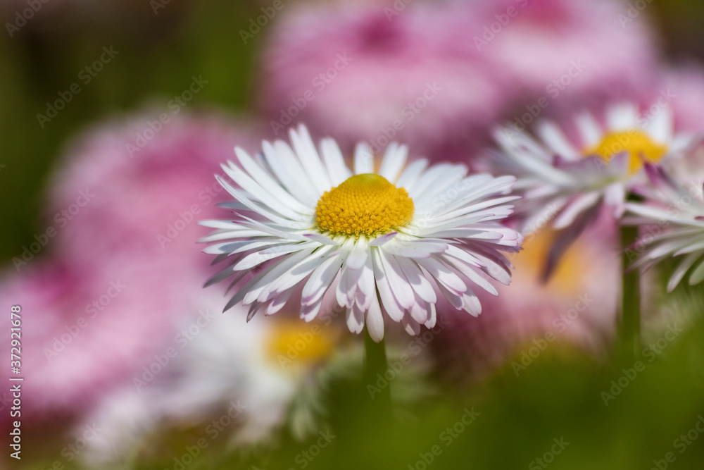 Meadow daisies in the meadow. White flower with petals. Meadow daisies in the meadow. White flower with petals.
