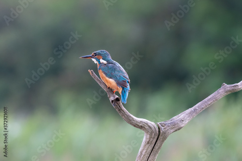Kingfisher (Alcedo atthis) perched on a branch © Mark Hunter