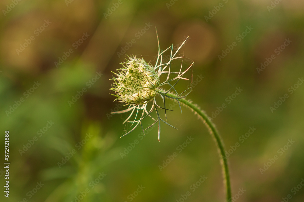 Thistle on green background in evening light. Thistle on green background in evening light.