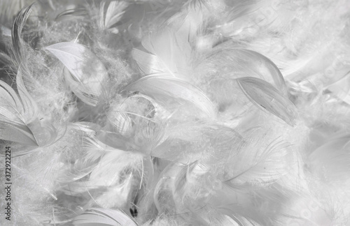 white duck feathers. background or texture