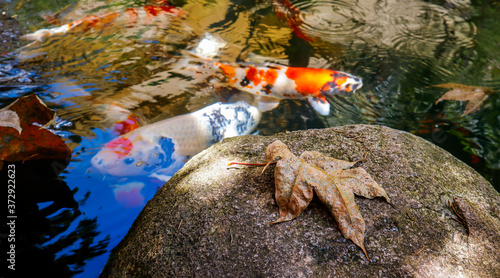 Koi fish swim in the lake