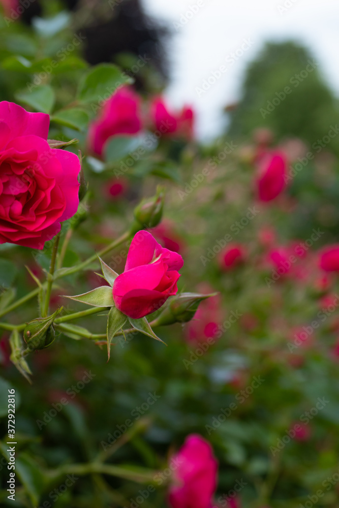 Red rose, love flower buds, rose petals, shrub, garden, close up, banner Red rose, love flower buds, rose petals, shrub, garden, close up, banner