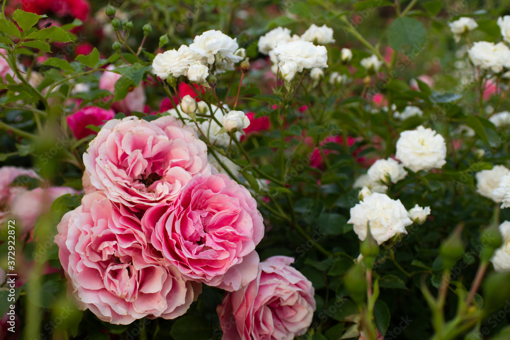 Pink rose, love flower buds, rose petals, shrub, garden, close up, banner Pink rose, love flower buds, rose petals, shrub, garden, close up, banner