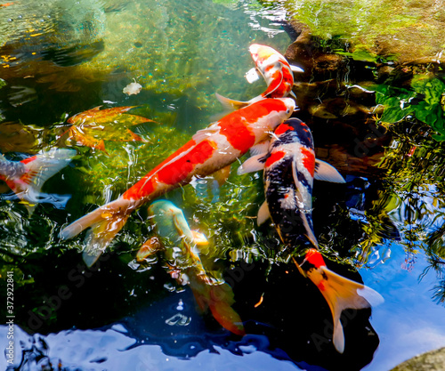 Koi fish swim in the lake