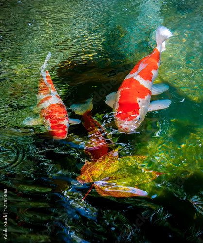Koi fish swim in the lake