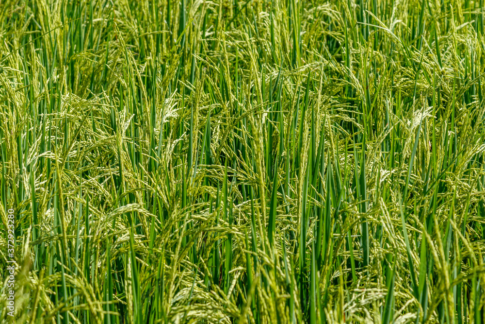 Rice field with growing ripe rice ready for harvesting. Bali Island, Indonesia