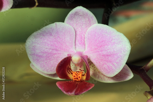 Phalaenopsis