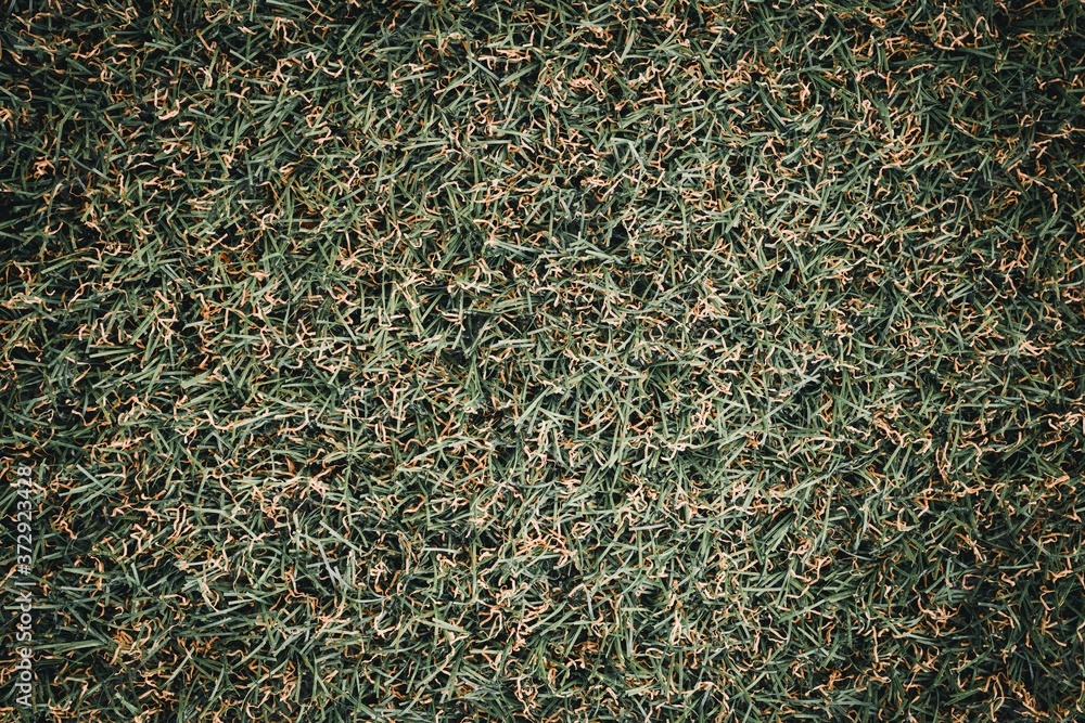 Dark Grass Texture High Resolution Dark Grass Texture High Resolution