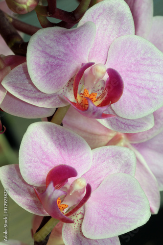 Phalaenopsis