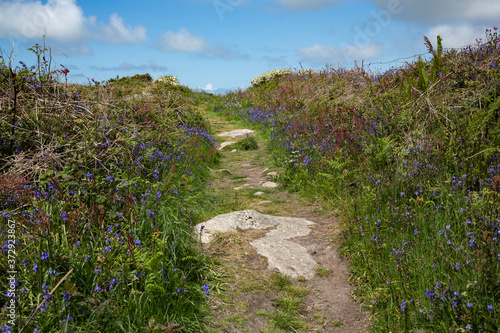 Wildflowers next to rocky path on Penwith peninsula, Cornwall, UK photo