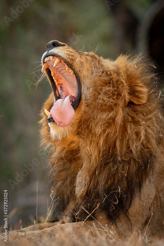 Vertical portrait of a yawning male lion showing teeth and tongue in Kruger Park South Africa