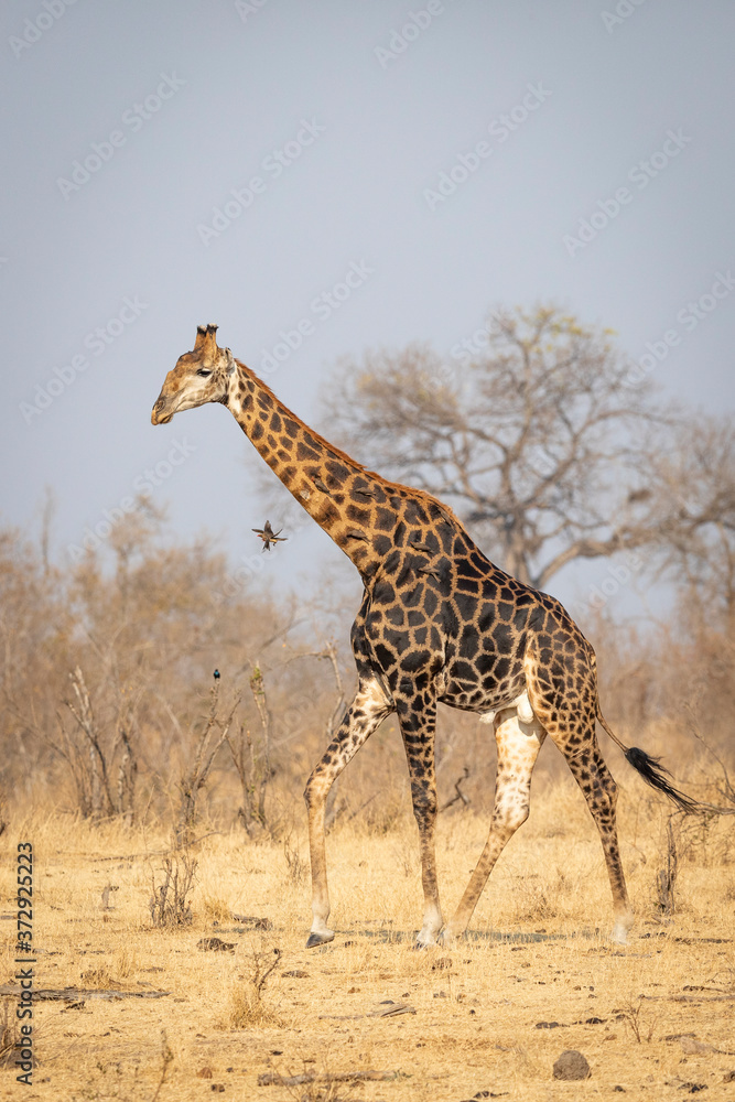 Obraz premium Male adult giraffe with dark pattern walking in dry winter bush in Kruger South Africa