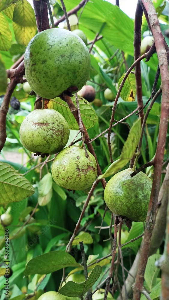 Guava fruit of the trees
