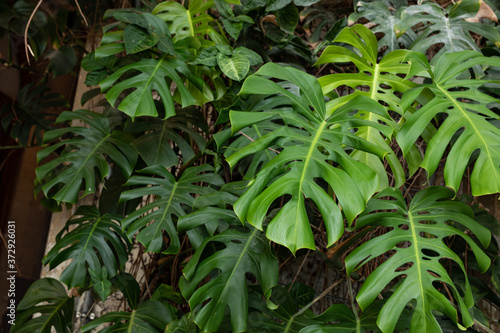 Green tropical leaves Monstera dark