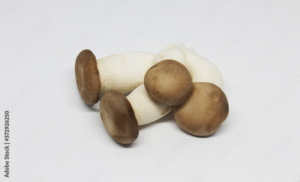 mushroom on white background mushroom on white background