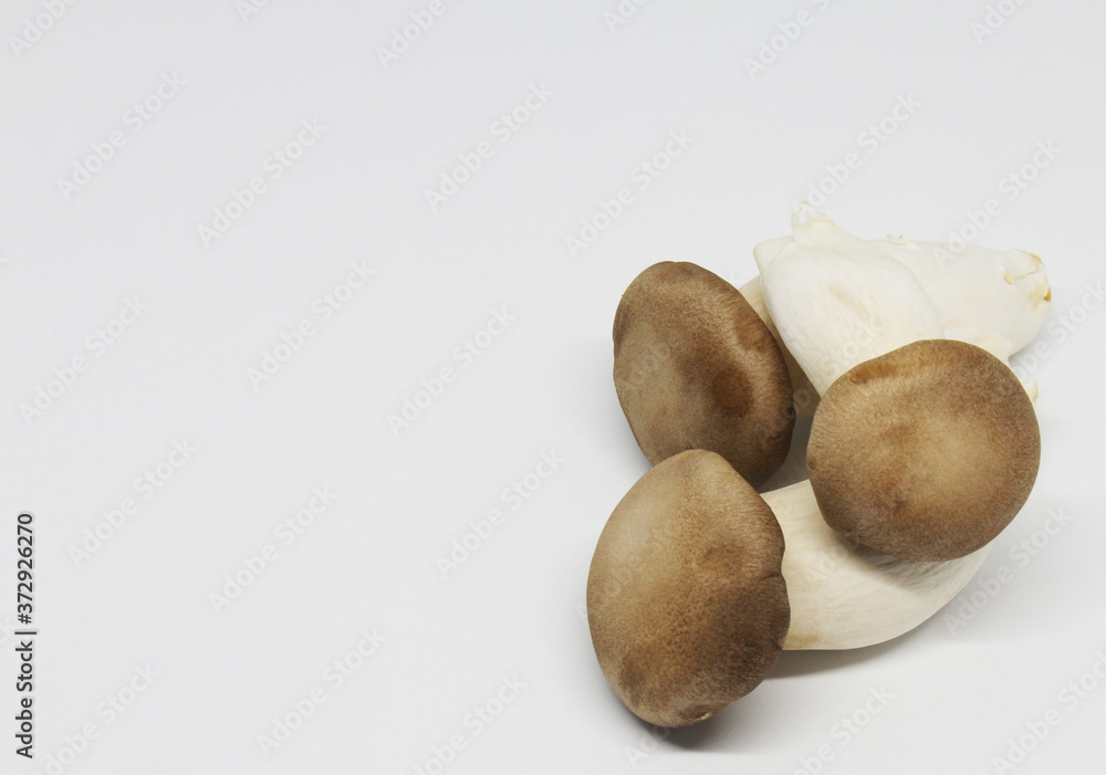 Fototapeta premium mushroom on white background