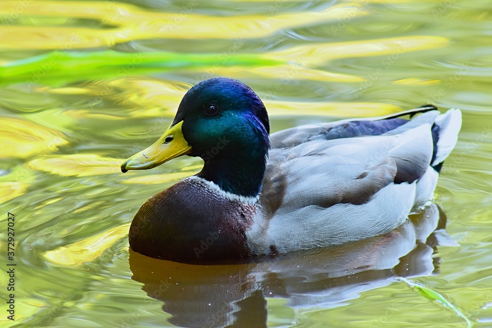 Obraz premium Kaczka