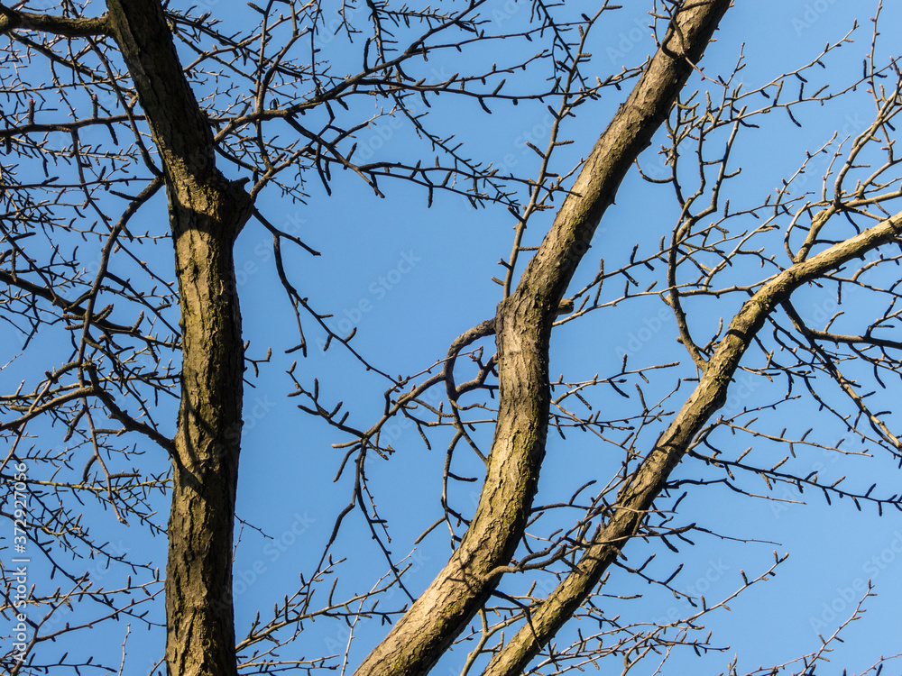Tree branches against the blue sky, somewhere in Poland Tree branches against the blue sky, somewhere in Poland