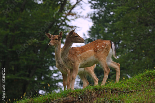 Beautiful young sika deer at the edge of the forest.