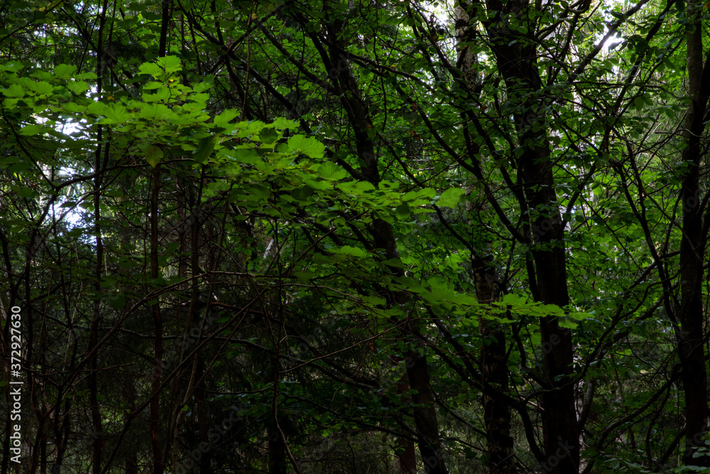 Forest in Kungälv Sweden