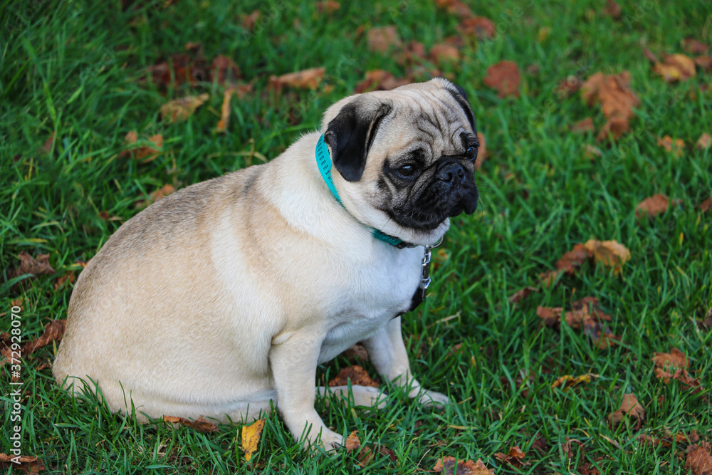 A large adult pug sits on the green grass.