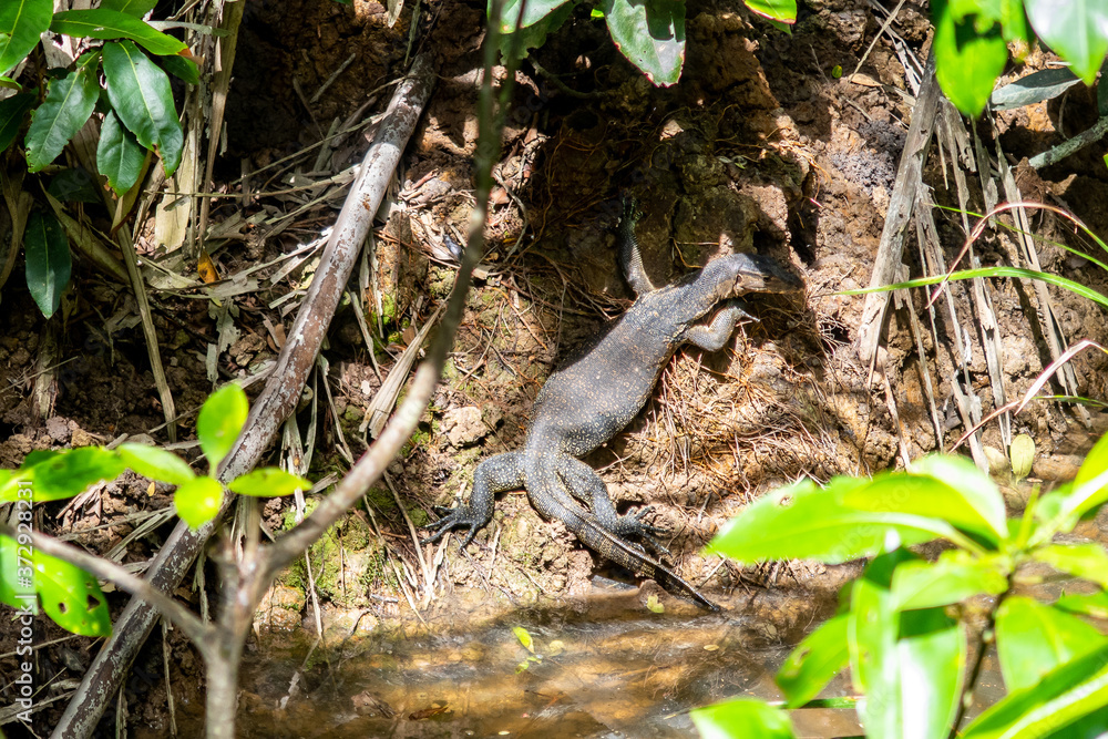 The clouded monitor (Varanus nebulosus), species of monitor lizard, in ...