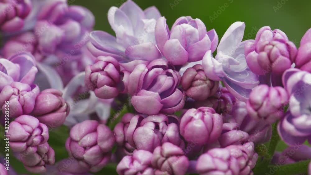 Beautiful lilac blooming natural background Beautiful lilac blooming natural background