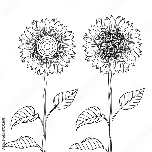Graphic sunflowers for decoration, design elements, print, coloring book pages. Vector hand drawn isolated artwork. Summer line art with doodle elements.