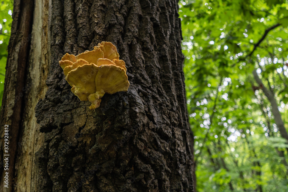 A large yellow mushroom on a tree trunk