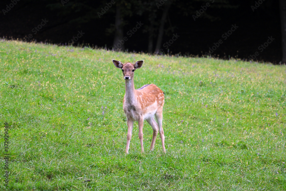Fototapeta premium A young sika deer stands on a green lawn.