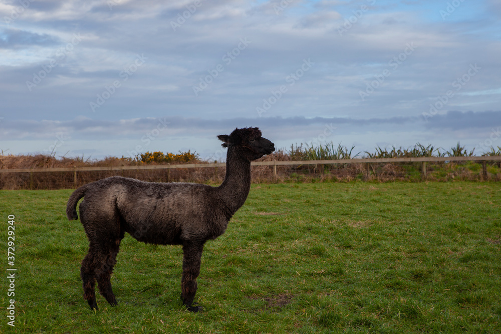 Fototapeta premium widok z boku czarnego futra alpaki w nowej zelandii