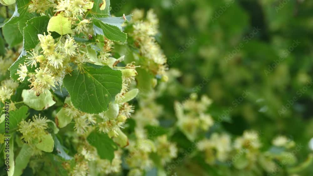 Linden tree blossoms with green leaves. Flower are used for medicinal purposes. Linden tree blossoms with green leaves. Flower are used for medicinal purposes.