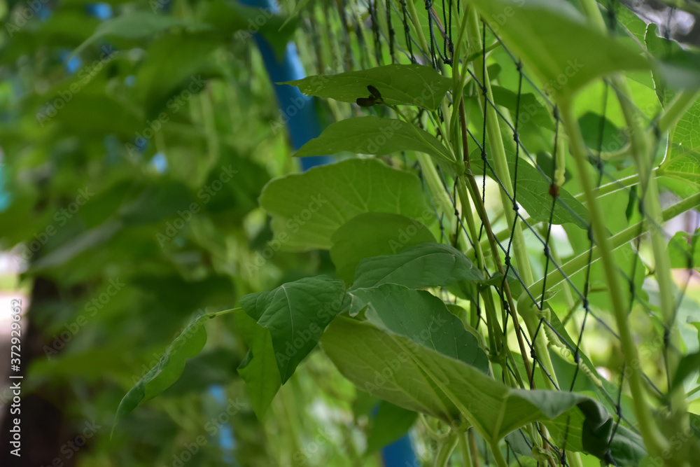 Obraz premium Top, leaves, flowers and fruits of snake gourd.