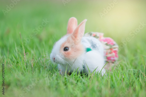 rabbit on grass © Tongsai Tongjan