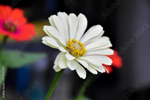 White zinnia flowers with natural colour background.