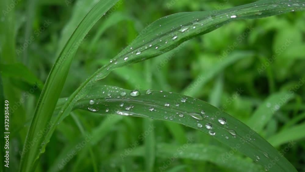 Grass leaf with droplets in the rain. Rain fall on the green grass leaf with dewdrop in the morning. Slow motion scene of raindrop fall on green grass leaf. Grass leaf with droplets in the rain. Rain fall on the green grass leaf with dewdrop in the morning. Slow motion scene of raindrop fall on green grass leaf.