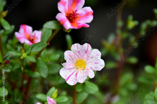 Common Purslane, Verdolaga, Pigweed, Little Hogweed or Pusley flowers © Sophon_Nawit