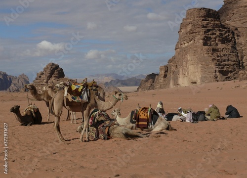 Eine Kamelherde wartet im Wadi Rum auf Kundschaft © Wolf