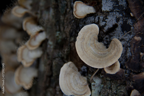 half moon mushrooms on a tree